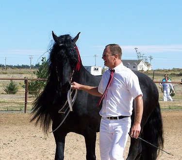 Friesian with long mane