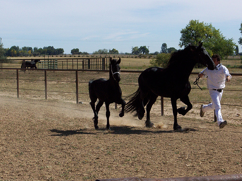 Friesian foal with mom