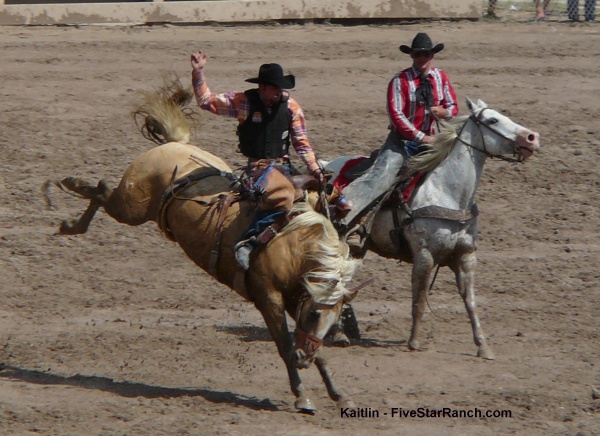 palomino bronc