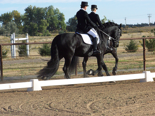 Riding friesians