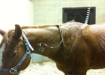 Sick horse with IV in neck