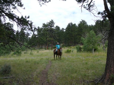 Horse away from herd.