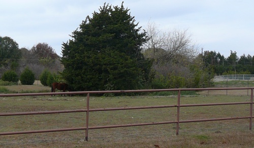 steel pipe fence