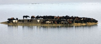 stranded horses
