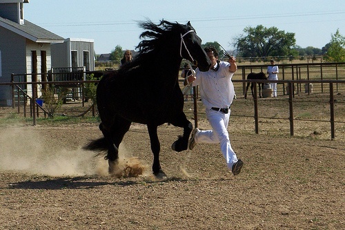 Trotting Friesian horse