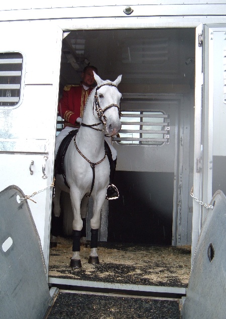 Lipizanner Stallions before the show