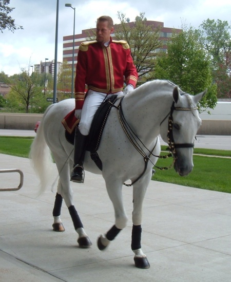 Lipizzaner walking