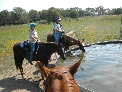 Horses drinking from trough