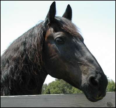 The Friesian horse who starred in Zorro movie