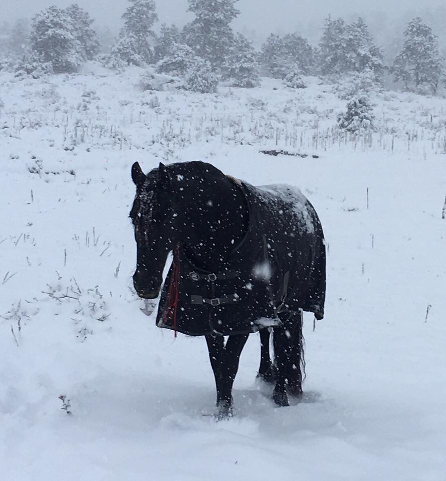 Friesian in the snow